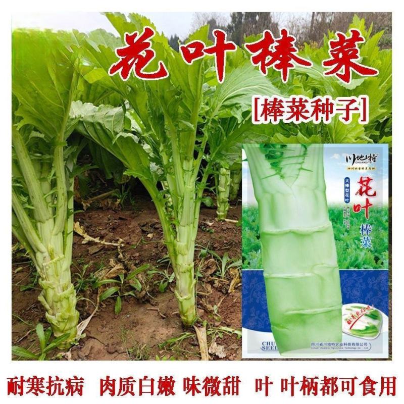 川地特花叶大棒菜种子早熟耐肥耐寒抗病脆嫩爽口棒菜籽大田用