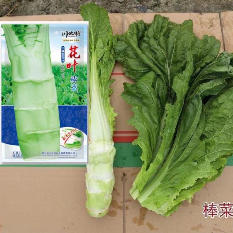 川地特花叶大棒菜种子早熟耐肥耐寒抗病脆嫩爽口棒菜籽大田用