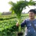 川地特花叶大棒菜种子早熟耐肥耐寒抗病脆嫩爽口棒菜籽大田用