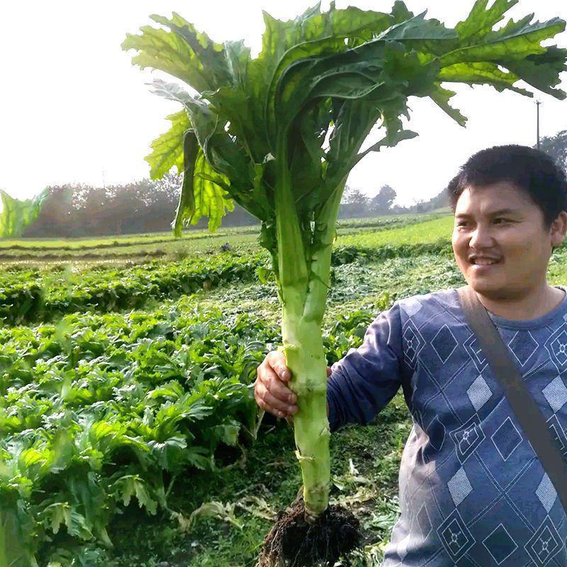 川地特花叶大棒菜种子早熟耐肥耐寒抗病脆嫩爽口棒菜籽大田用