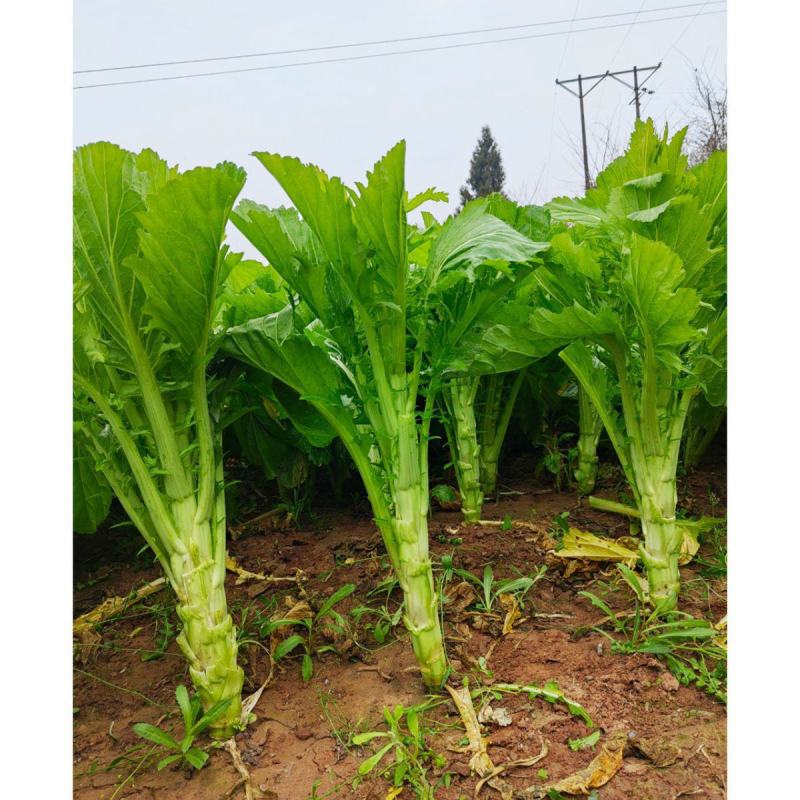 川地特花叶大棒菜种子早熟耐肥耐寒抗病脆嫩爽口棒菜籽大田用