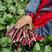 红苔2号大棒型紫红油亮菜苔种子中早熟耐热耐寒丰产抗病大田