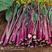 红苔2号大棒型紫红油亮菜苔种子中早熟耐热耐寒丰产抗病大田