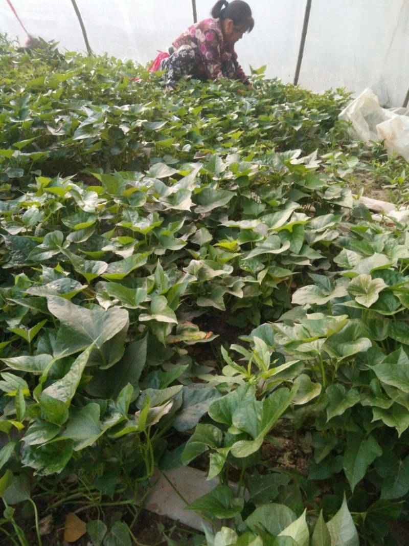 现货秒发白心板栗薯苗红薯苗种地瓜苗商薯19苗脱毒山芋