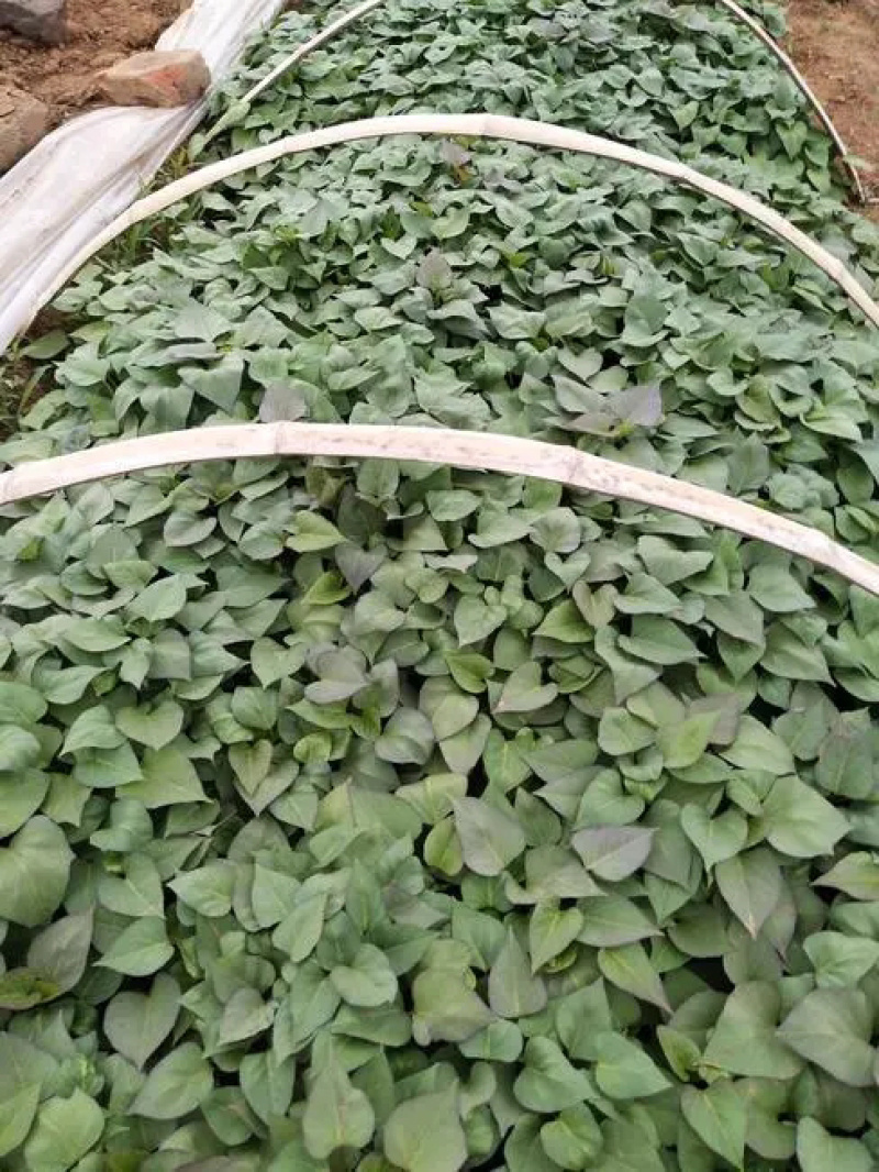 现货秒发白心板栗薯苗红薯苗种地瓜苗商薯19苗脱毒山芋