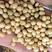 黄豆产区，土地肥沃，没上肥，豆制品专用，蛋白43左右.