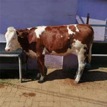 小母牛养殖场直供胡塔牛市长期供应可视频