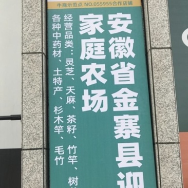 五角枫，胸径35一60公分