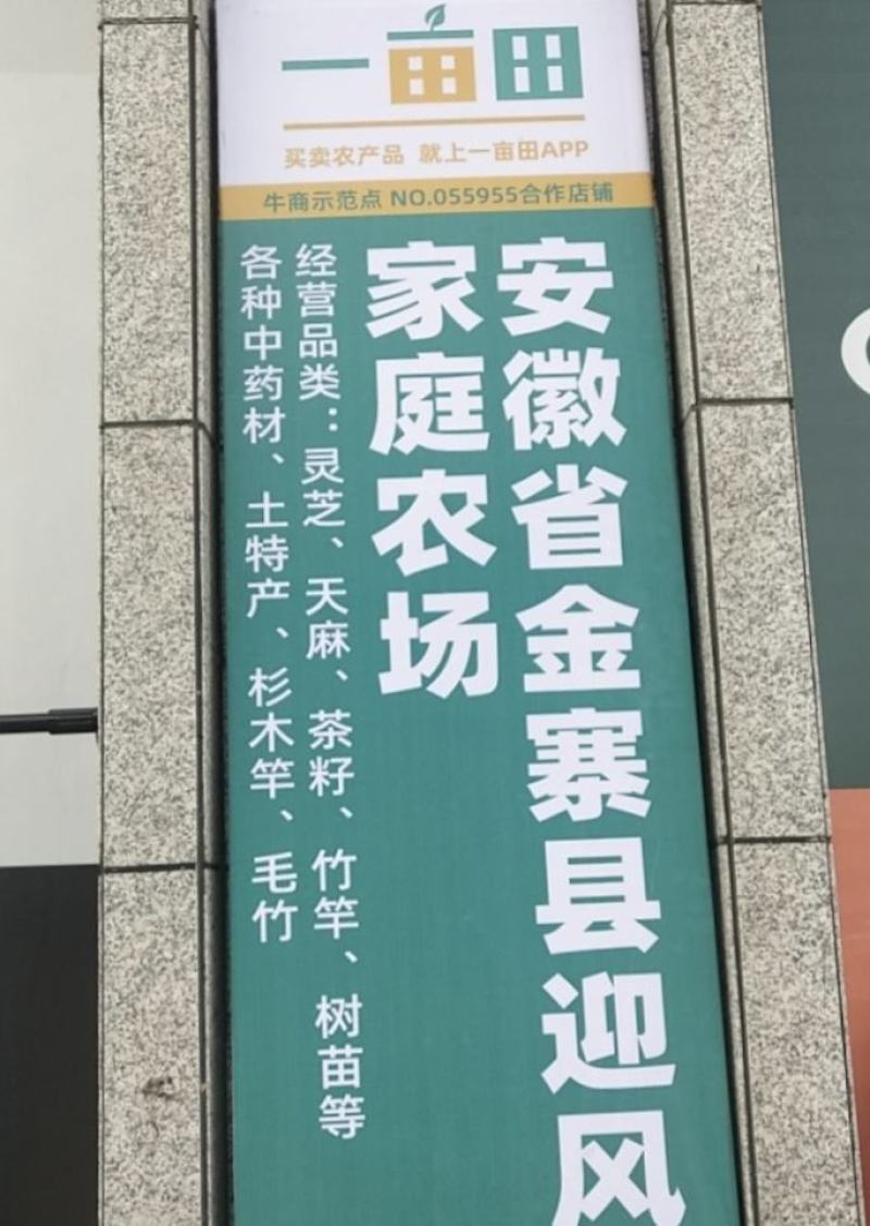 精品瓜子黄杨