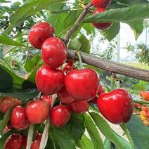 [热卖]大樱桃精品大樱桃全国发货可对接市场商超
