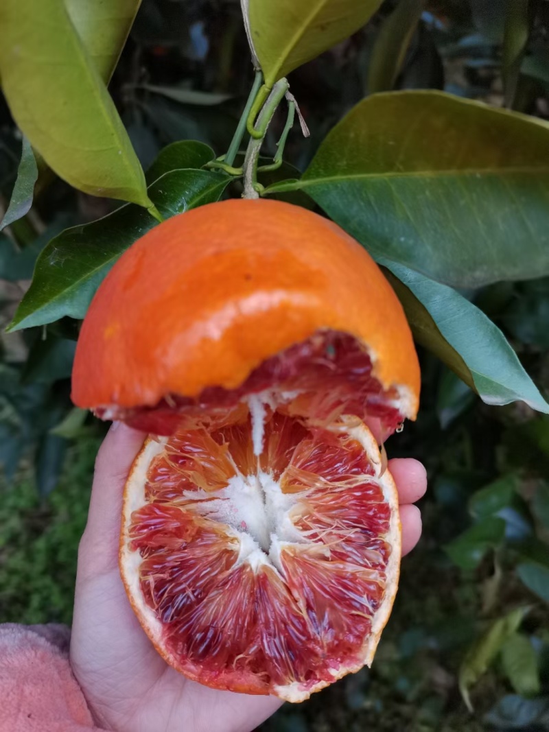 湖北宜昌精品塔罗科血橙，大量供应，水分充足，果肉细腻，