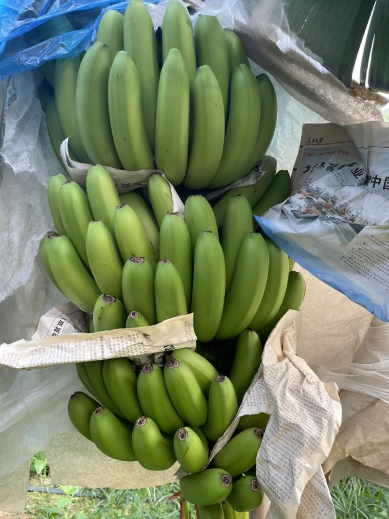 海南香蕉