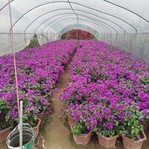 紫花三角梅，另提供各种规格品种三角梅