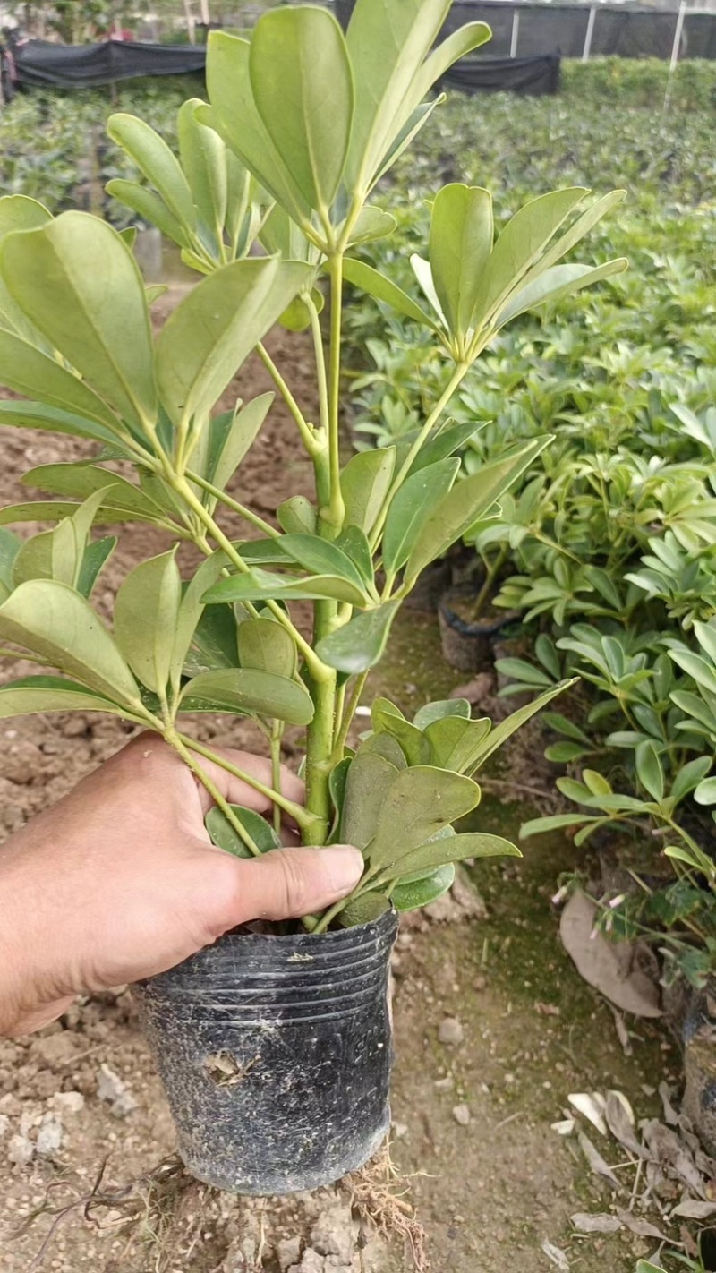 鸭脚木