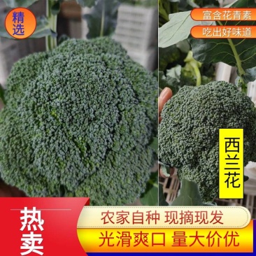 【西兰花】东台蔬菜基地全年都有货的价格可谈一手货源全国发