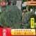 【西兰花】东台蔬菜基地全年都有货的价格可谈一手货源全国发