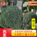 【西兰花】东台蔬菜基地全年都有货的价格可谈一手货源全国发
