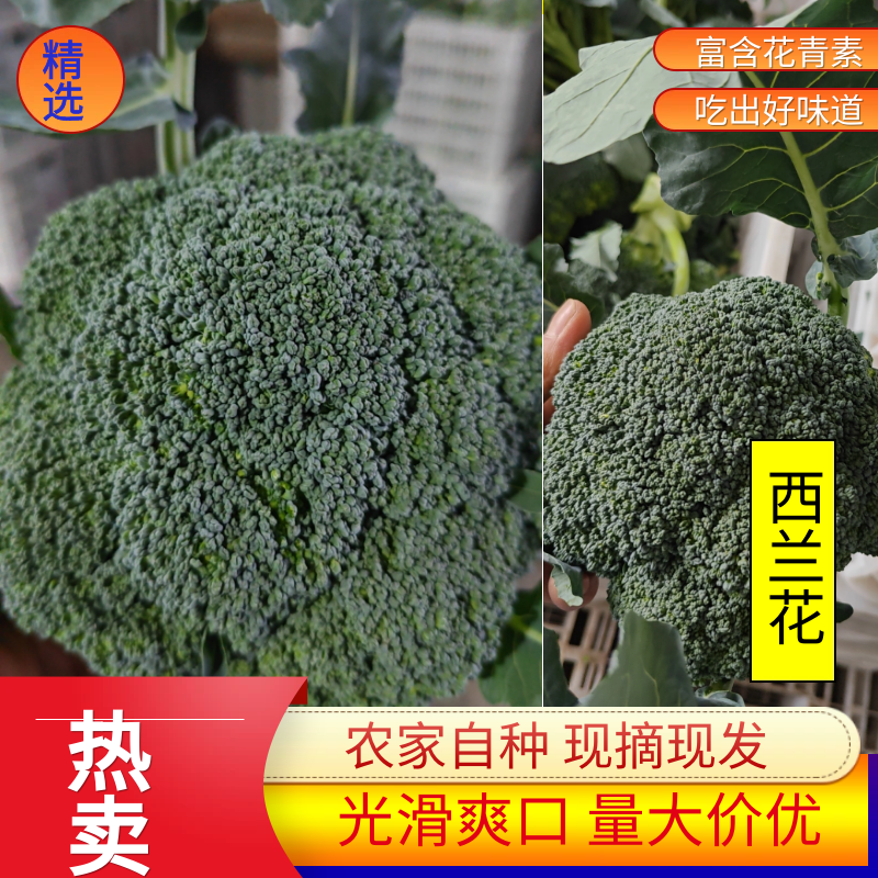 【西兰花】东台蔬菜基地全年都有货的价格可谈一手货源全国发