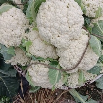 有机花菜大量上市，有需要的电商超市批发市场，可以发货全国