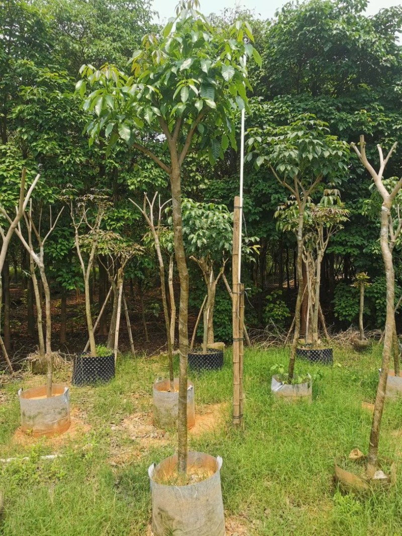 紫花风铃木骨架3～7公分