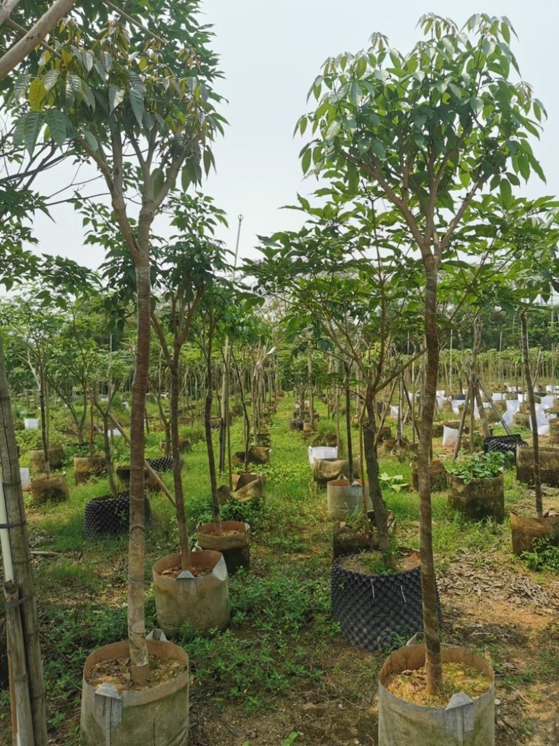 紫花风铃木骨架3～7公分