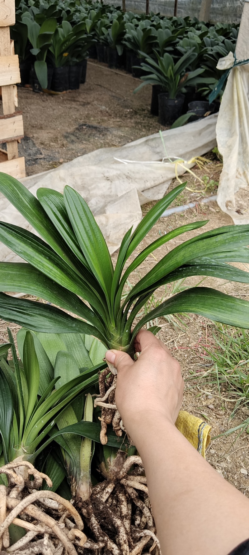 基地直销裸根十叶君子兰苗规格齐全，可视频看货欢迎电联