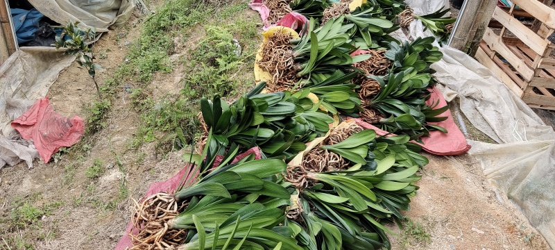基地直销裸根十叶君子兰苗规格齐全，可视频看货欢迎电联