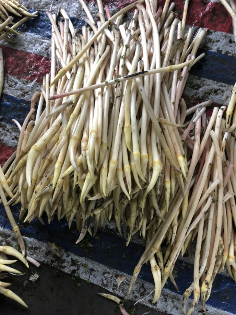 湖北藕带仙桃藕带、洪湖藕尖、笔粘、笔尖藕带、藕尖、藕肠子