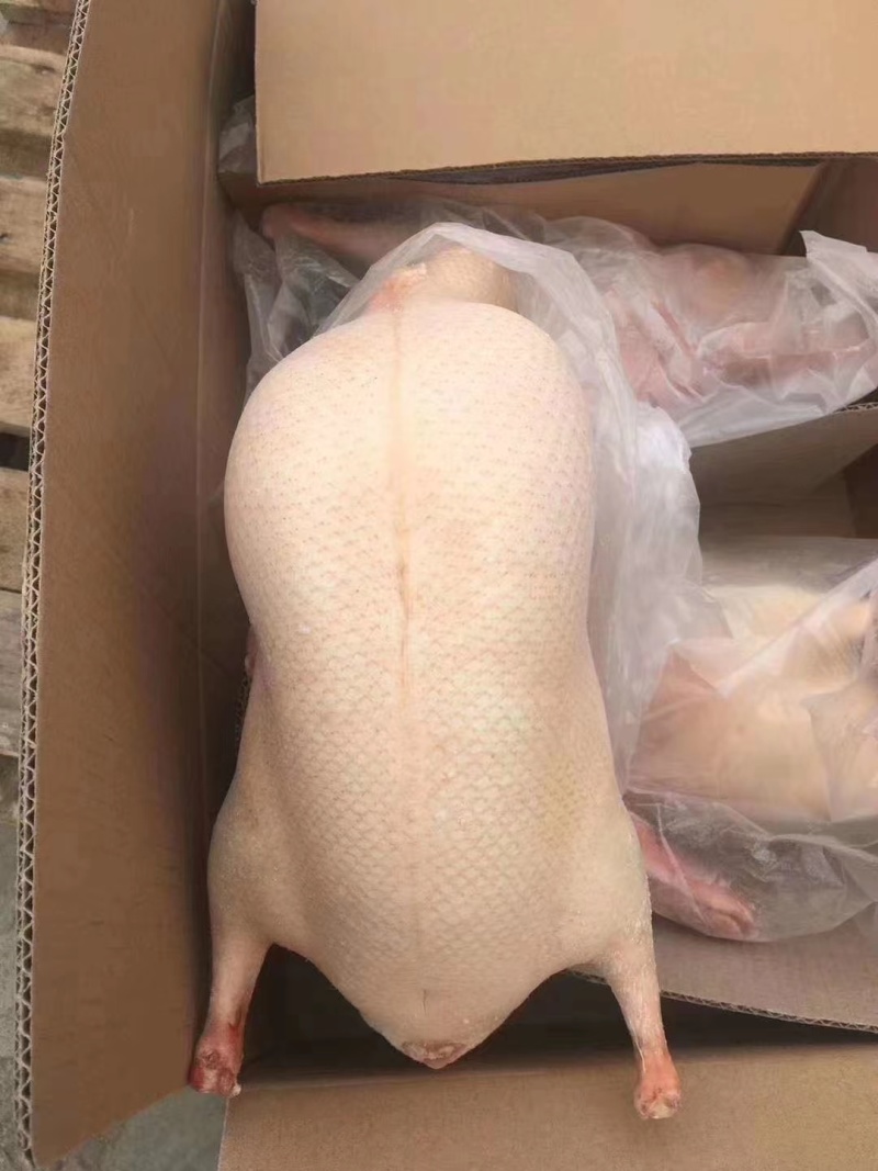 北京烤鸭鸭胚现货现发，厂家只给26元/只