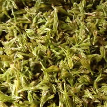 莓茶