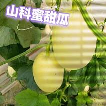 山科蜜甜瓜山东青州产区基地种植新鲜采摘对接全国各地采购商