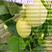 山科蜜甜瓜山东青州产区基地种植新鲜采摘对接全国各地采购商
