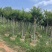 红火箭紫薇5～10公分