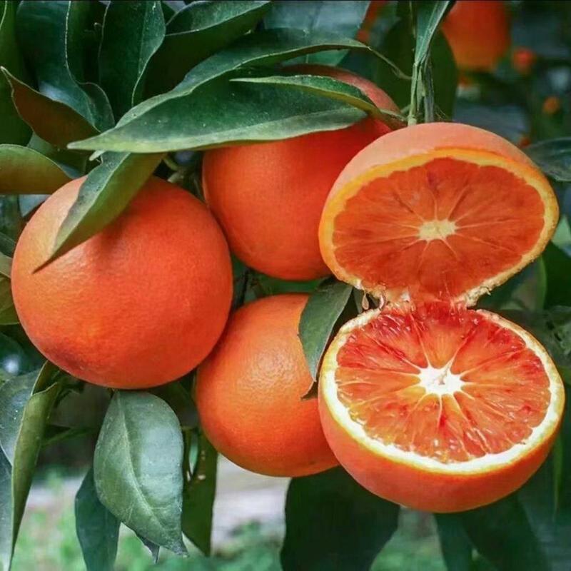 橙子，脐橙，二月红橙子，塔罗科血橙口感甜皮毛光滑漂亮