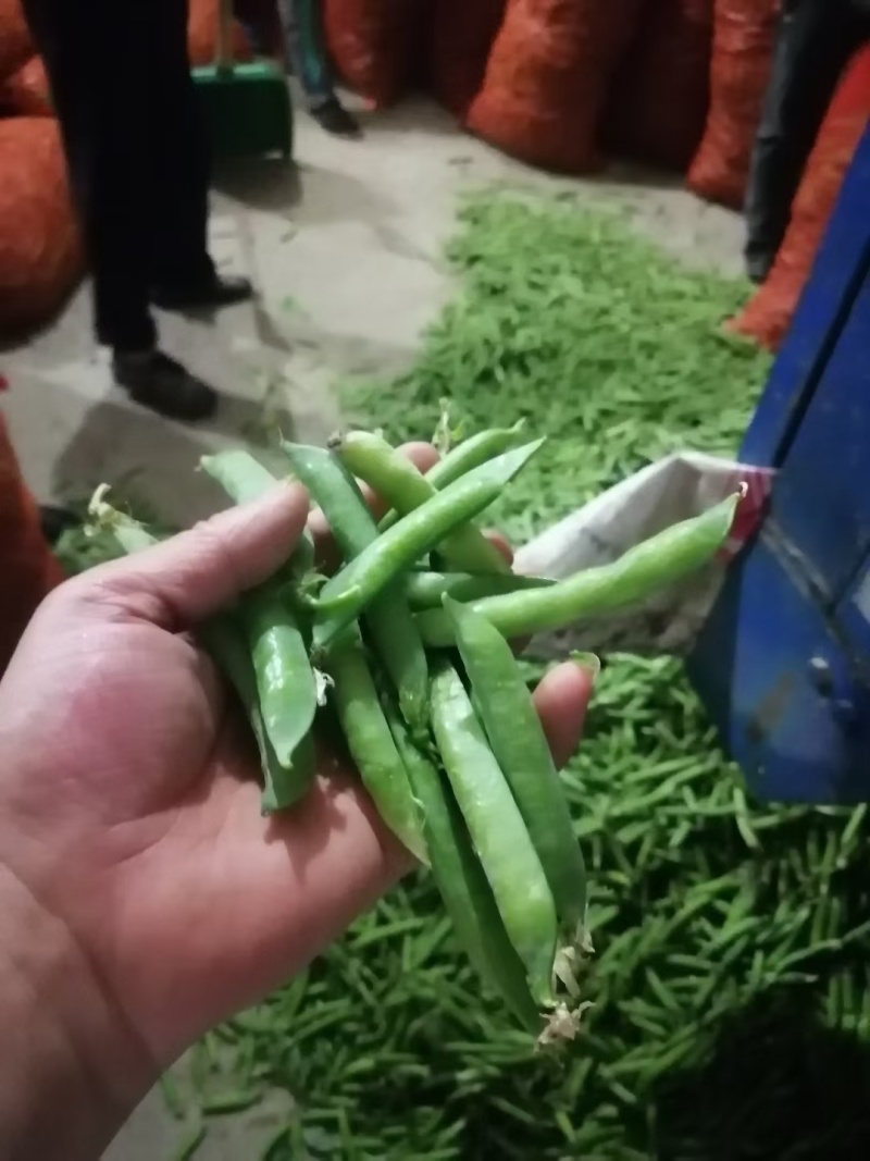湖北青碗豆，双青十一，双青十二，市场，加工厂，电商