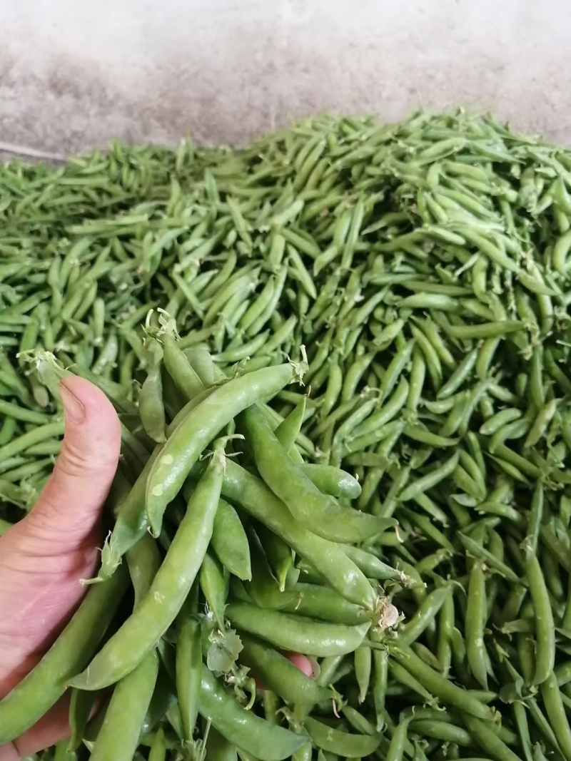 湖北青碗豆，双青十一，双青十二，市场，加工厂，电商