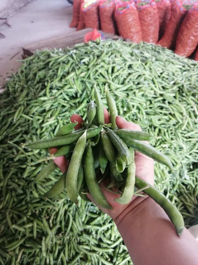 湖北青碗豆，双青十一，双青十二，市场，加工厂，电商