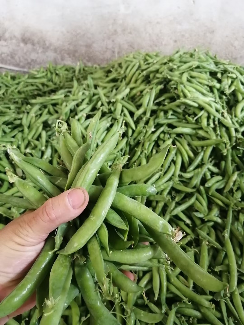 湖北青碗豆，双青十一，双青十二，市场，加工厂，电商