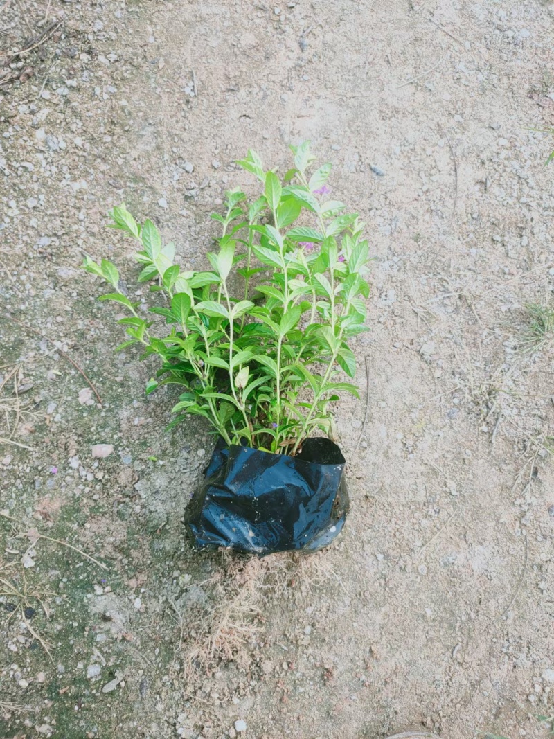 满天星，细叶萼距花，雪茄花