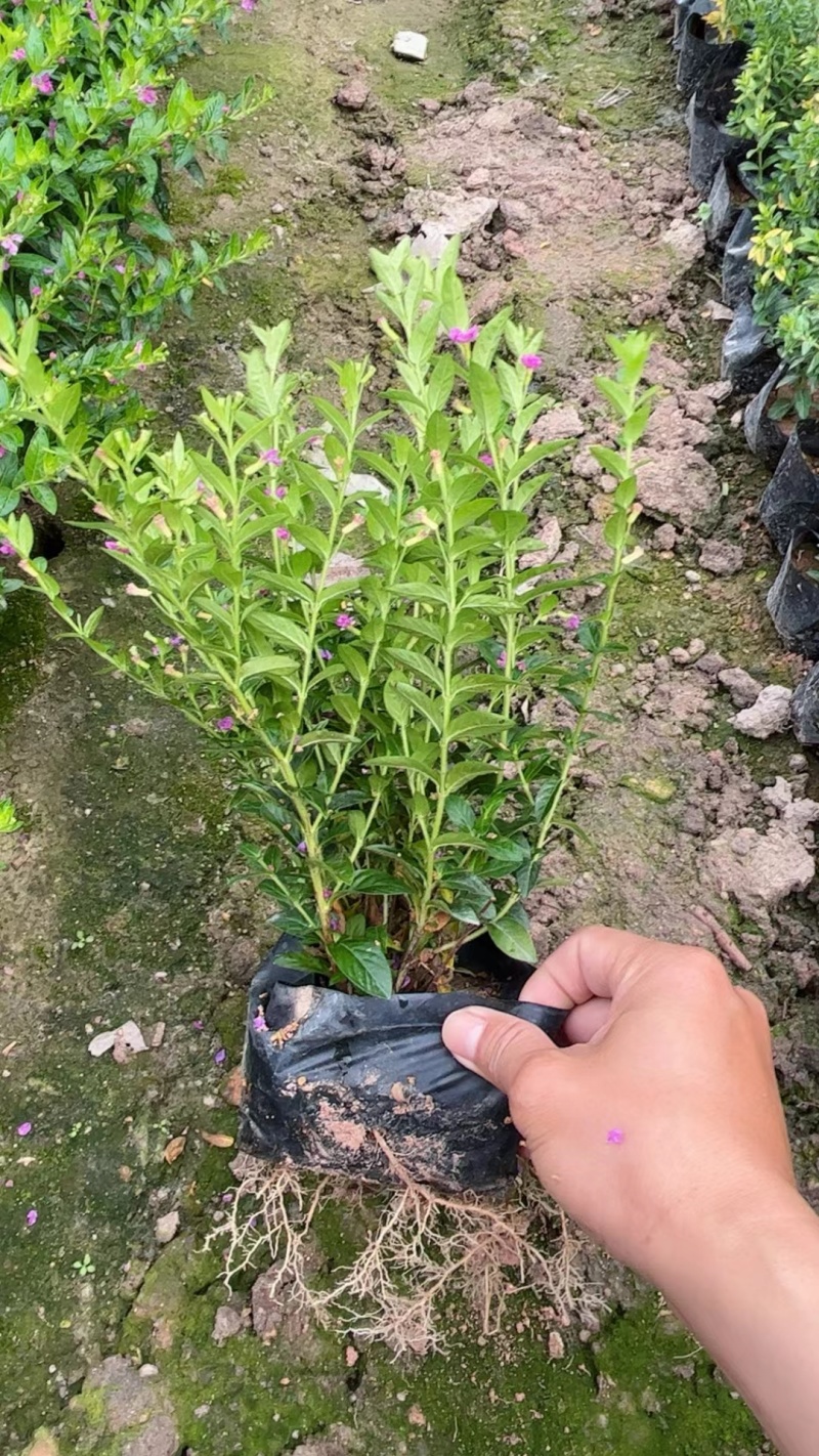 满天星，细叶萼距花，雪茄花