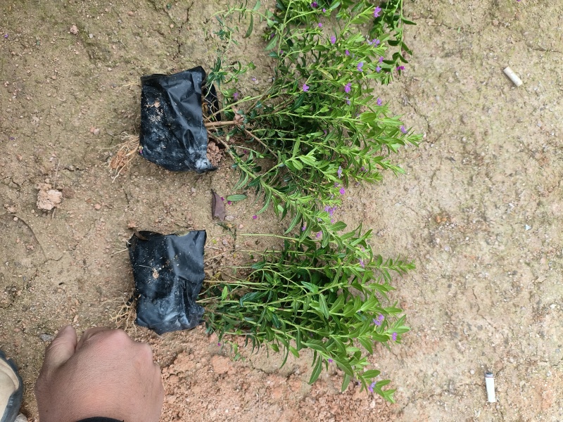 满天星，细叶萼距花，雪茄花