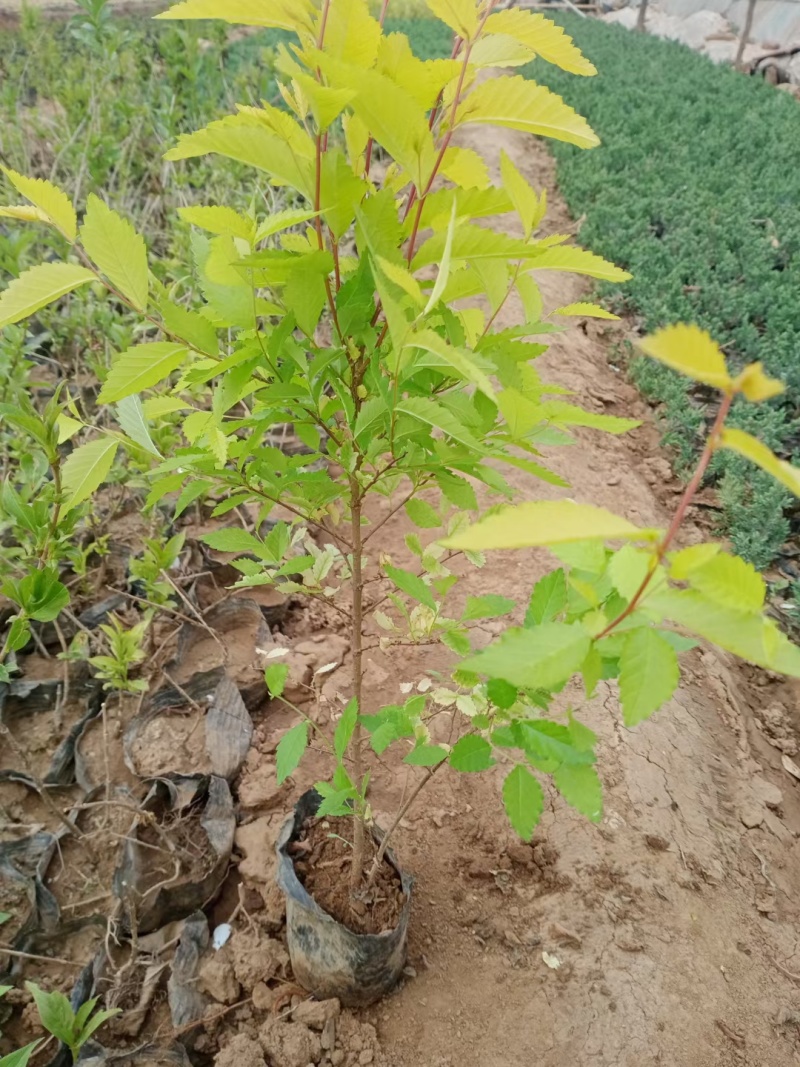 金叶榆，基地直销，常年销售各种绿化苗木。