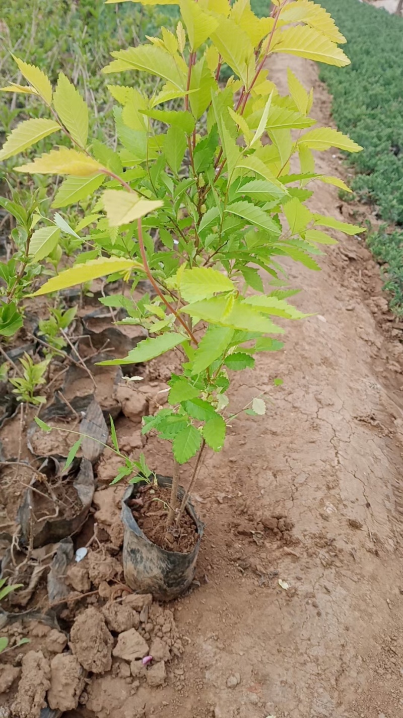 金叶榆，基地直销，常年销售各种绿化苗木。