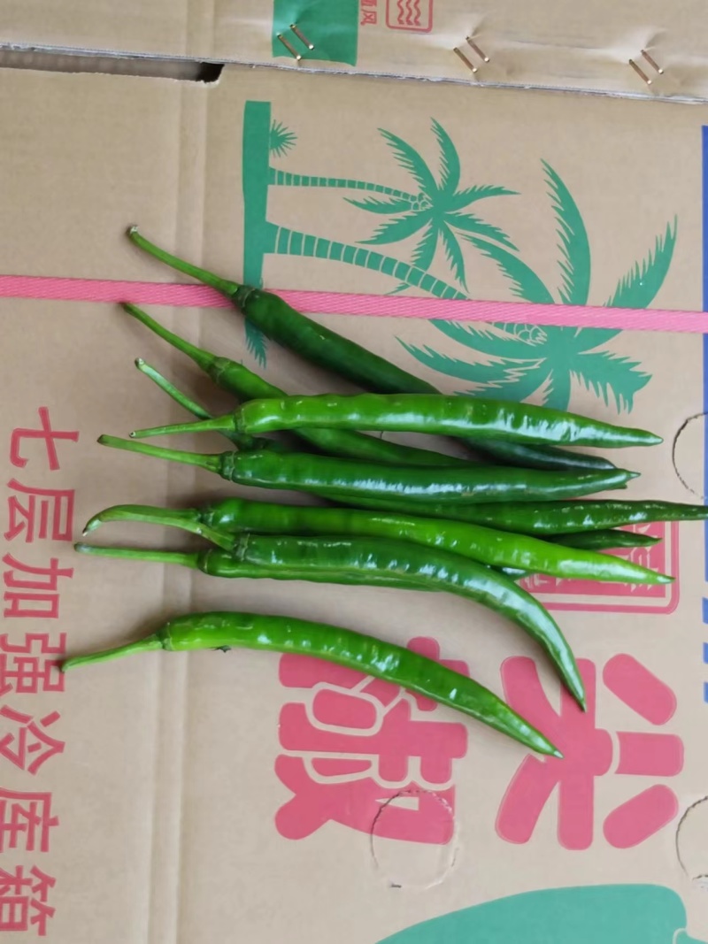精品线椒