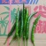 精品线椒