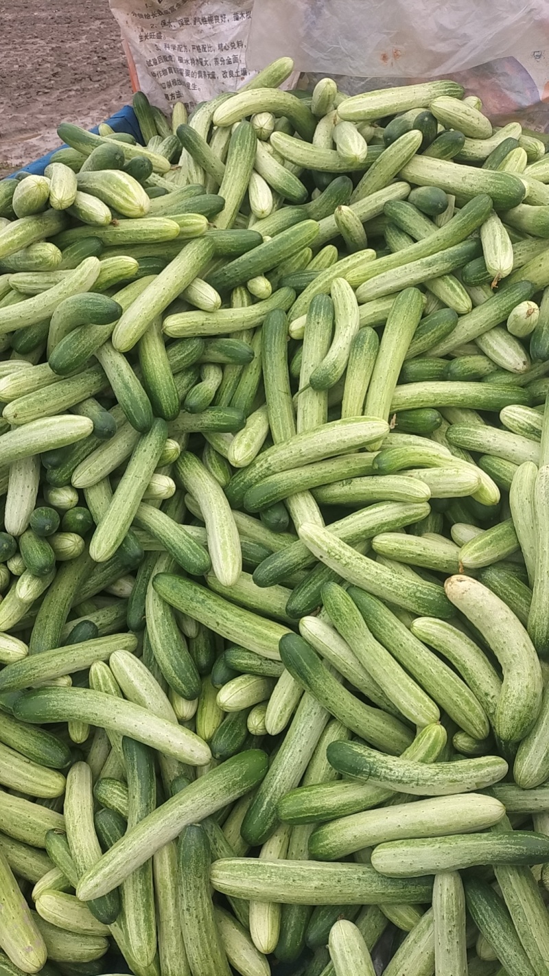 遂宁黄瓜