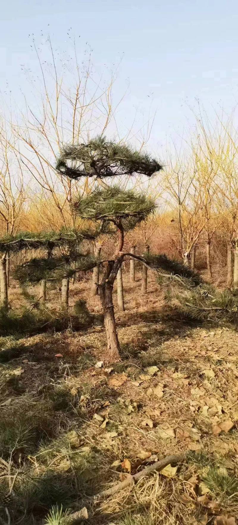 造型油松