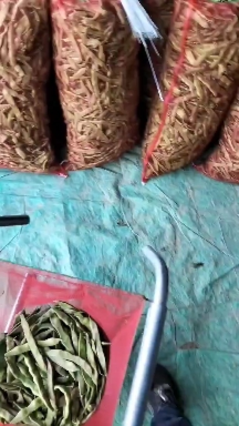 山东省单县油豆，紫花油豆，大量供应，代发全国