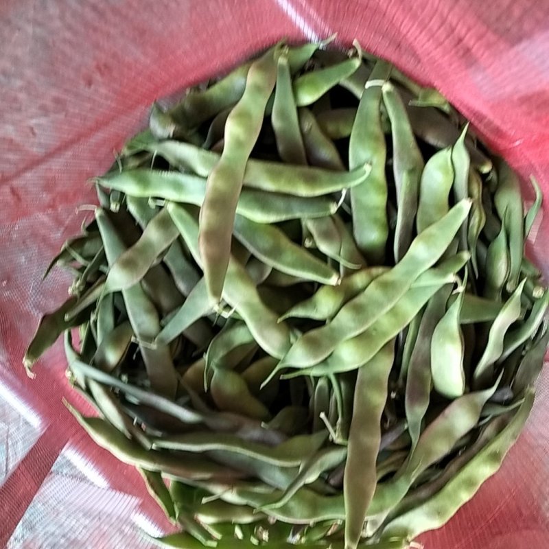山东省单县油豆，紫花油豆，大量供应，代发全国