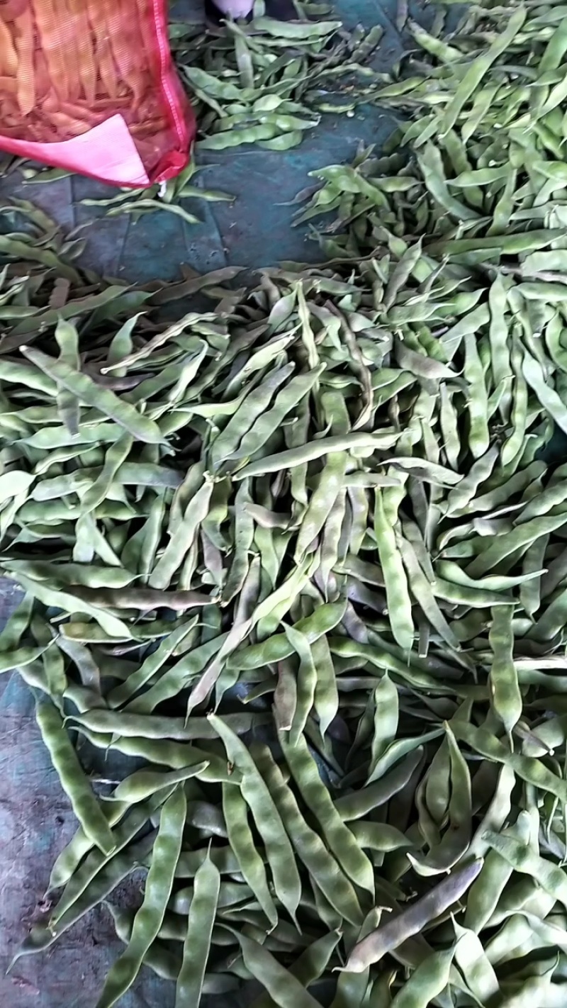 山东省单县油豆，紫花油豆，大量供应，代发全国
